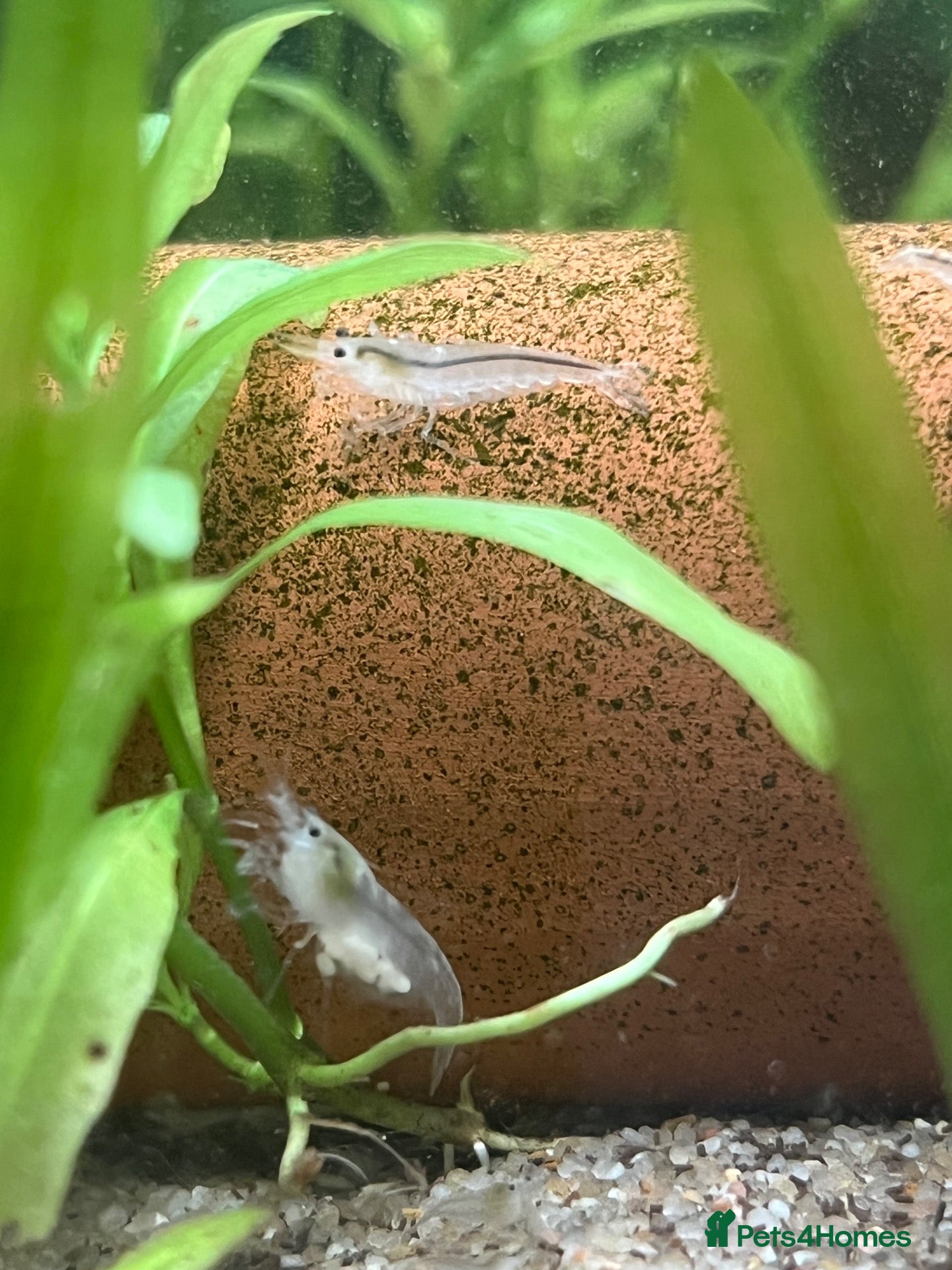 Shrimps fish Variety of neocaridina shrimp - Advert 2