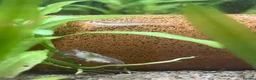 Shrimps fish for sale: Variety of neocaridina shrimp - Advert 1