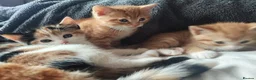 Mixed Breed cats for sale: Litter of 4 kittens  - Advert 7