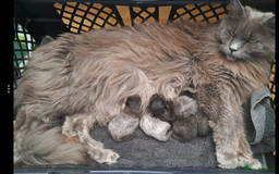 Maine Coon cats for sale: Maine Coon x kittens - Image 1