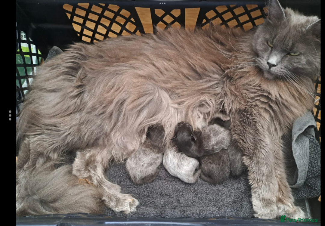 Maine Coon cats for sale: Maine Coon x kittens - Image 1