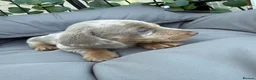 Miniature Dachshund dogs for sale: Beautiful Miniature Dachshund litter  - Advert 11