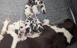 English Springer Spaniel dogs for sale: Adorable Springer Spaniel Puppies - Image 10
