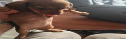 Dachshund dogs for sale: lovely mini dash for sale - Advert 3