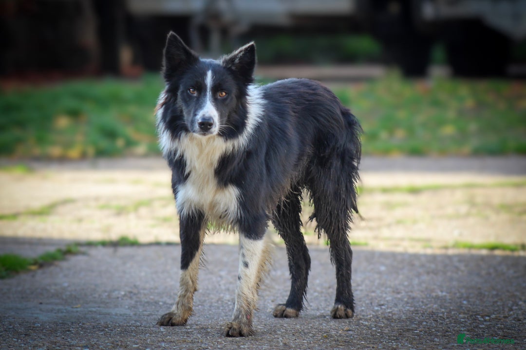 Border Collie dogs for sale: Border Collie Puppies for Sale - Image 8