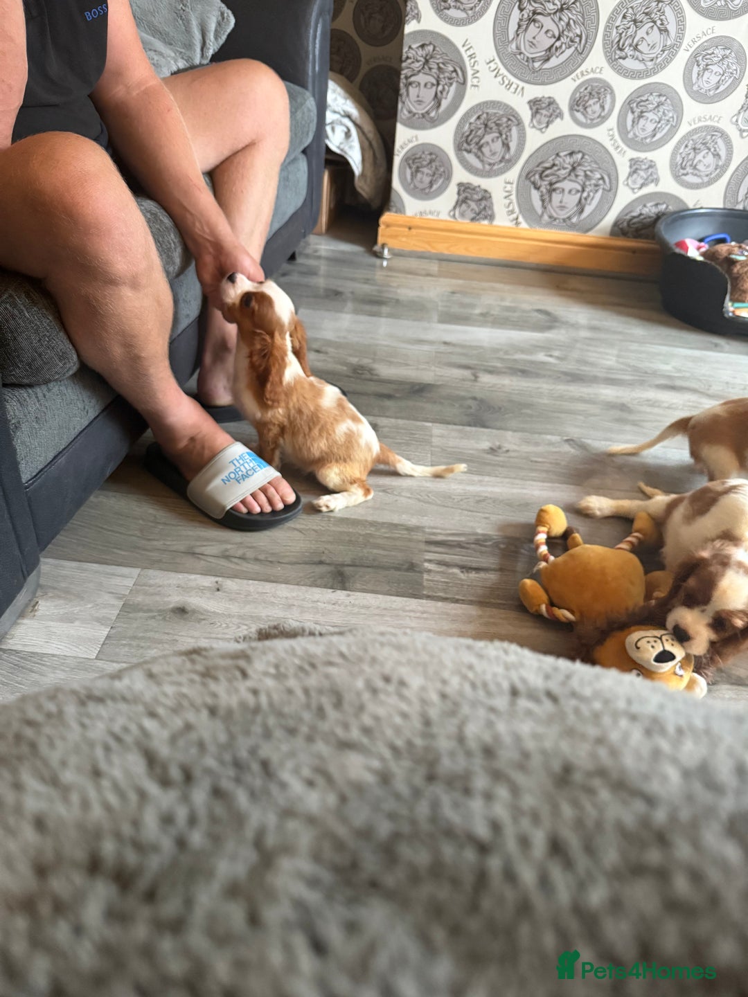 Cavalier King Charles Spaniel dogs for sale: Ready now Kennel club dna  clear cavalier puppies  - Image 28