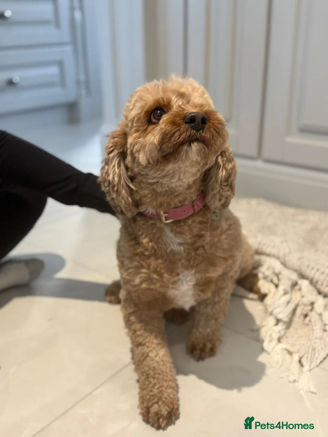 Cavapoo dogs for sale: 2 Cavapoo sisters in Virginia Water - Advert 6