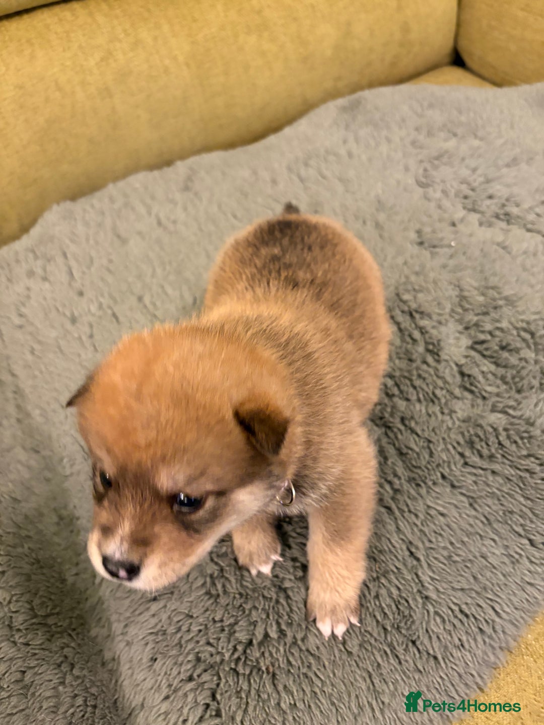 Mixed Breed dogs for sale: Pomskiba Inu Puppies. Shiba Inu x Pomsky - Advert 35