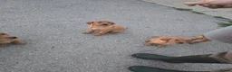 Labrador Retriever dogs for sale: Fox red labrador puppies in Reading - Advert 5