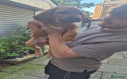 Mixed Breed dogs for sale: Dogue de Bordeaux x borador - Image 3