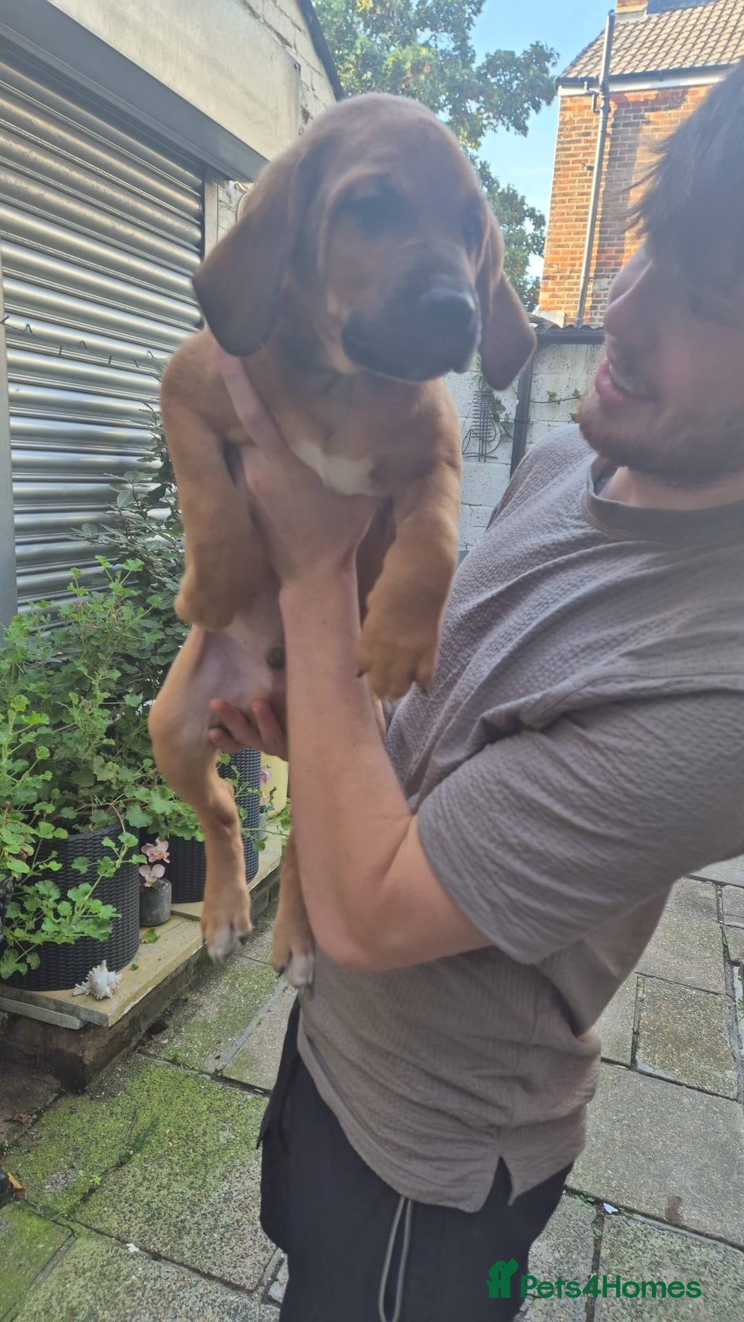 Mixed Breed dogs for sale: Dogue de Bordeaux x borador - Image 3