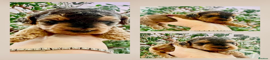 Cockapoo Puppy 6