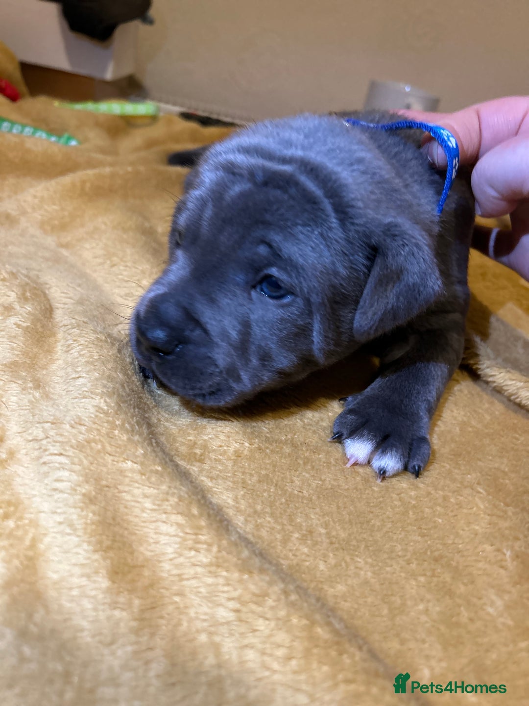 Staffordshire Bull Terrier dogs for sale: Blue Staffordshire bull terrier’s  - Advert 6