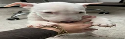 English Bull Terrier dogs for sale: 3 x KC English Bull Terriers Left  - Advert 7