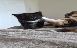 Domestic Shorthair cats for sale: Adult and kitten - Image 1