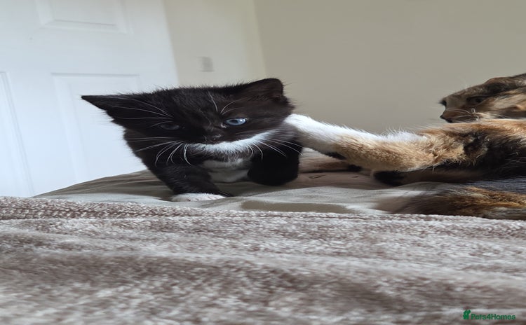 Domestic Shorthair cats - Advert 4