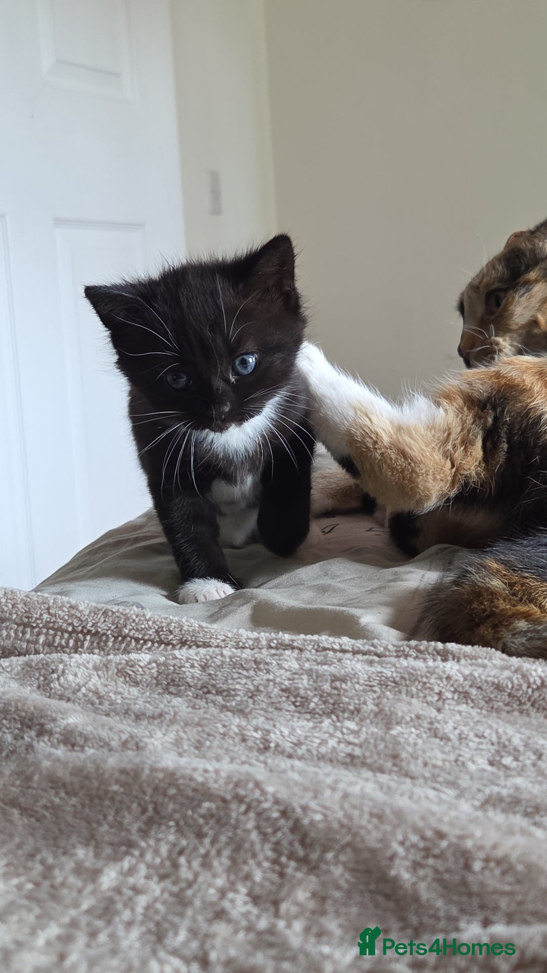 Domestic Shorthair cats for sale: Adult and kitten - Image 1