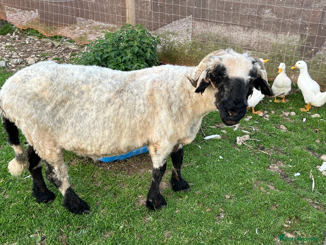 Sheep livestock for sale: Valalis blacknose ewe in Buxton - Image 1