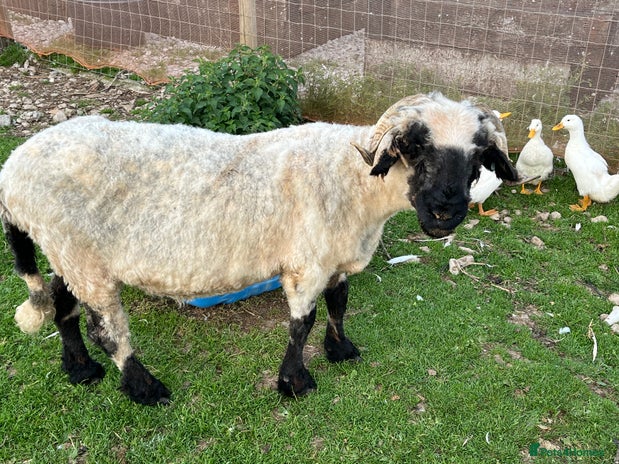 Sheep livestock in Buxton - Advert 3