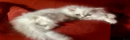 Persian cats for sale: Silver Persian Chinchilla girl  - Advert 1