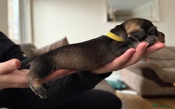 Miniature Dachshund dogs for sale: Supreme KC Miniature Wirehaired Dachshunds! - Advert 13