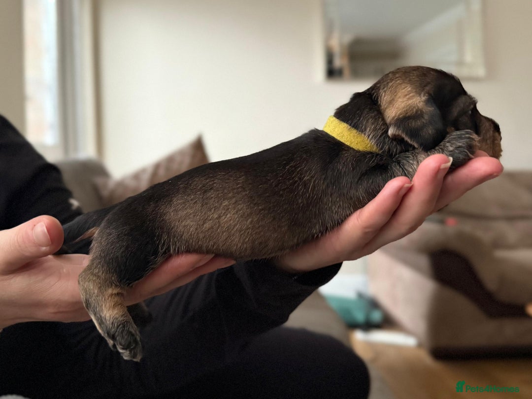 Miniature Dachshund dogs for sale: Supreme KC Miniature Wirehaired Dachshunds! - Advert 13