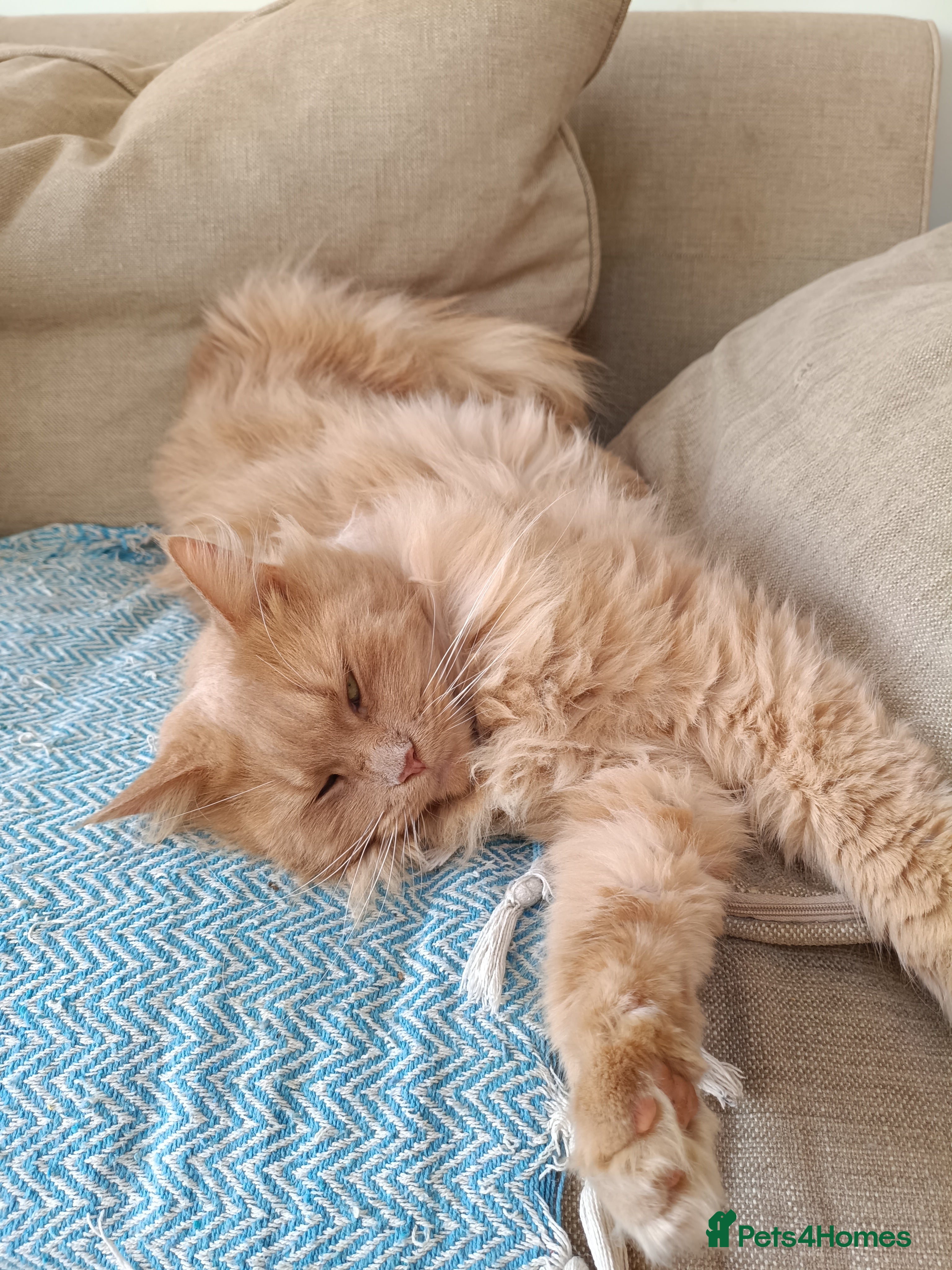 Maine Coon cats 5* Home wanted  - Advert 1