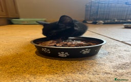 Mixed Breed cats for sale: Kittens ready to leave  - Image 11
