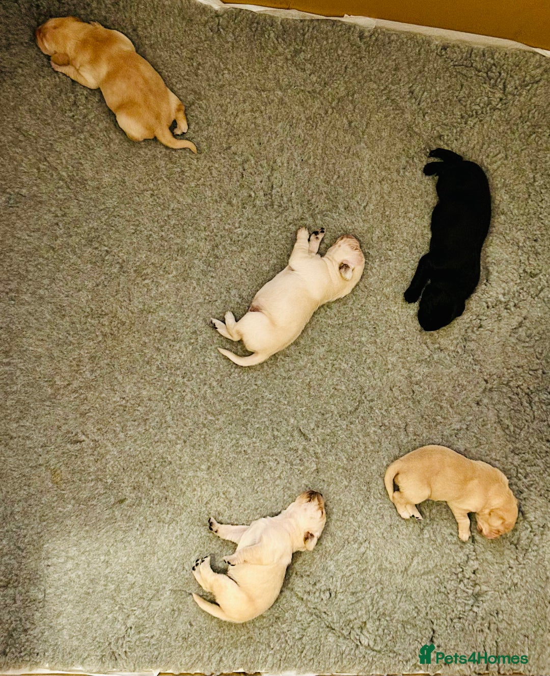 Labrador Retriever dogs for sale: KC registered Labrador Retriever puppies  - Advert 2