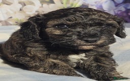 Cockapoo dogs for sale: sable & phantom & tri colour cockapoo puppies  - Image 8