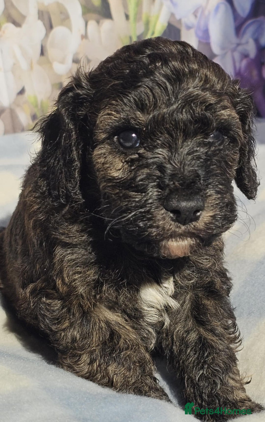 Cockapoo dogs for sale: sable & phantom & tri colour cockapoo puppies  - Image 8