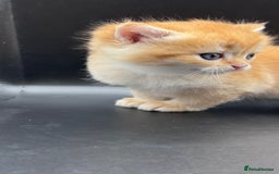 British Shorthair cats for sale: GCCF BSH GOLDEN BLACK TIPPED NY12 KITTENS - Image 21