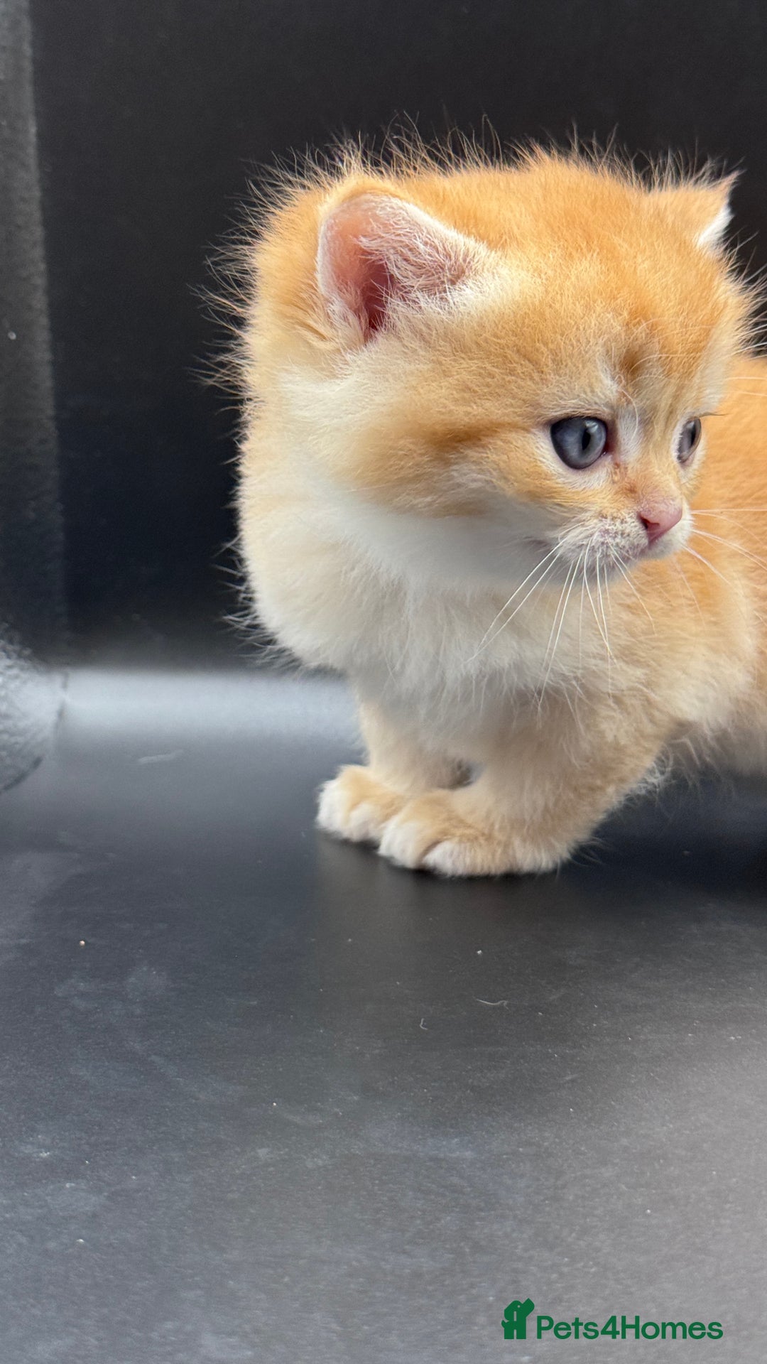 British Shorthair cats for sale: GCCF BSH GOLDEN BLACK TIPPED NY12 KITTENS - Image 21