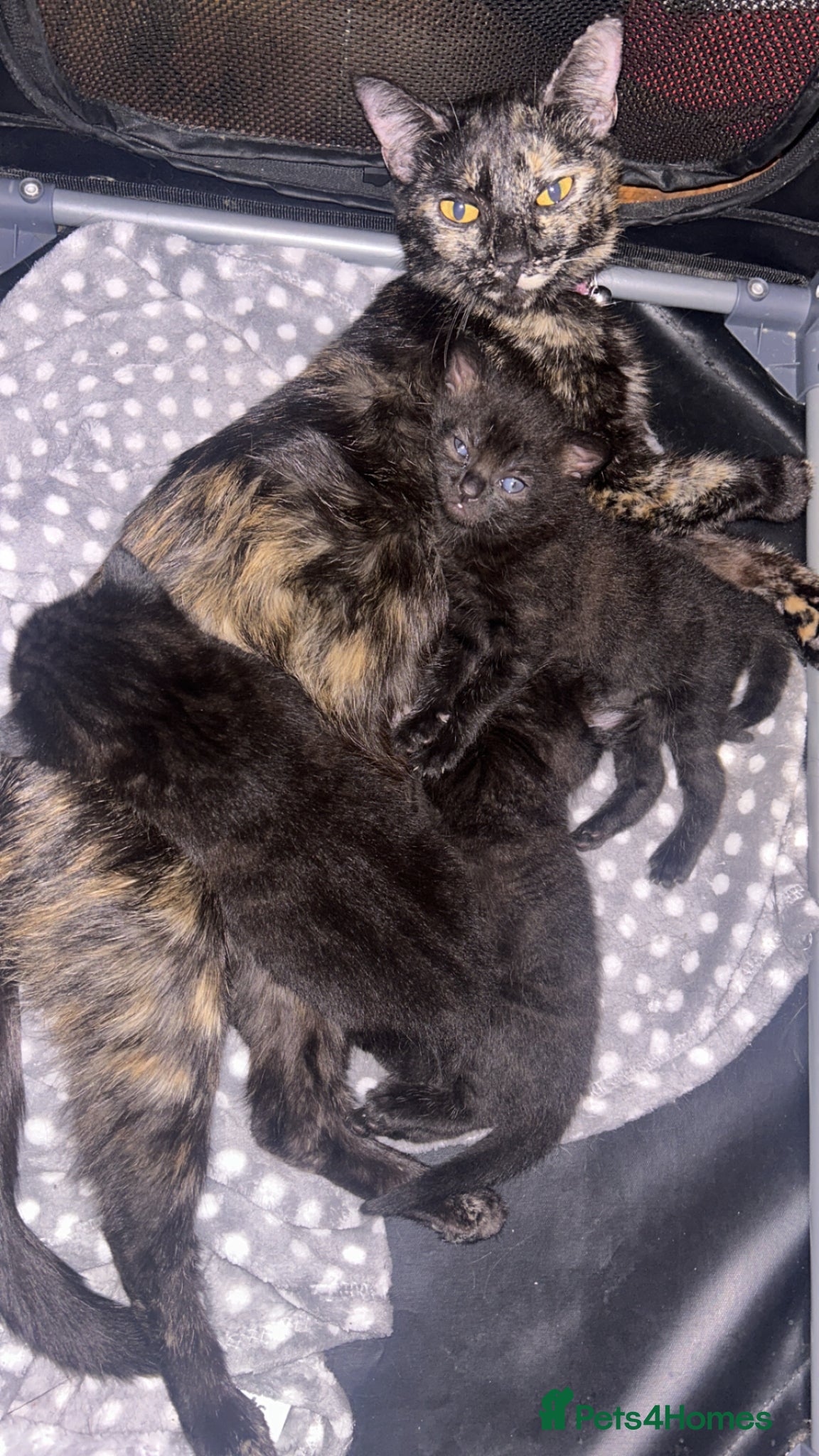 Domestic Shorthair cats 3 beautiful kittens for sale - Advert 2