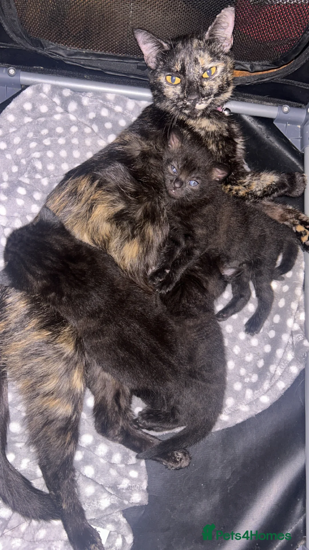 Domestic Shorthair cats for sale: 3 beautiful kittens for sale - Advert 1