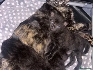 Domestic Shorthair cats 3 beautiful kittens for sale - Advert 2