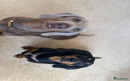 Dachshund dogs for sale: Miniature x standard dachshund pup for sale - Image 4