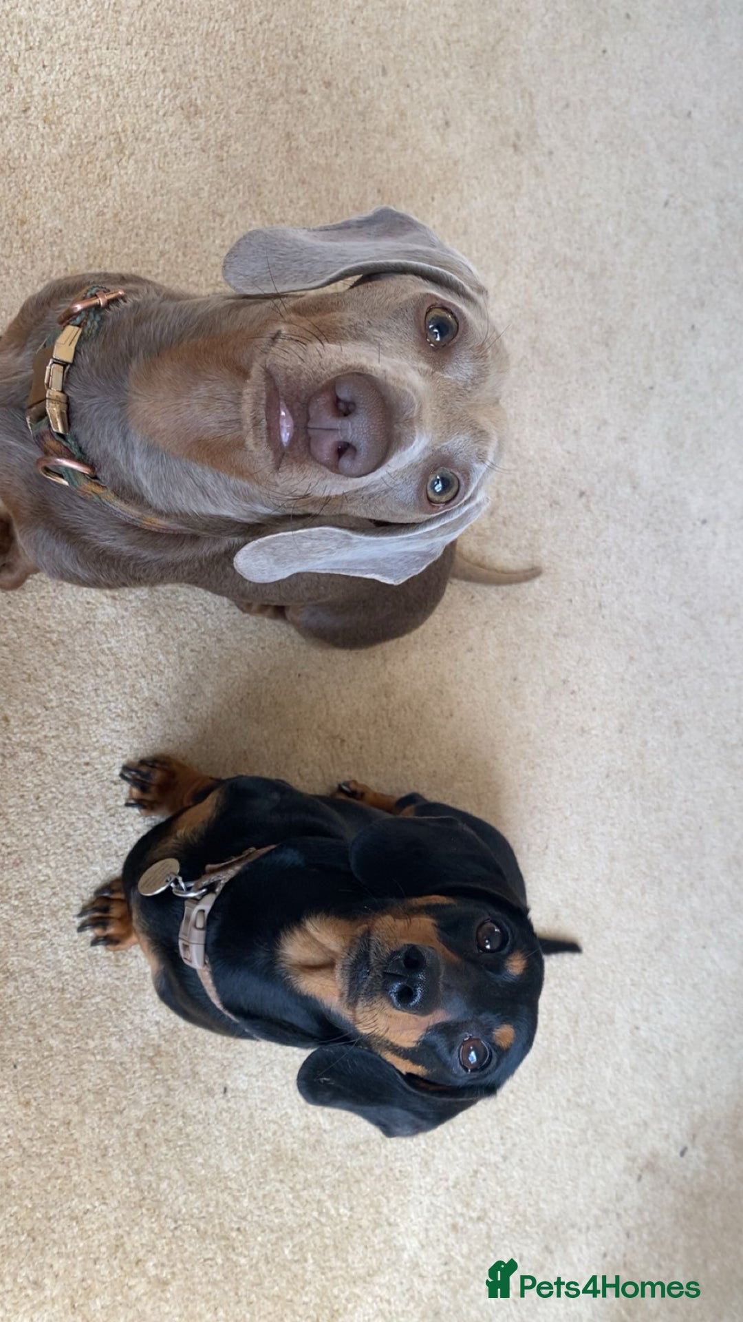 Dachshund dogs for sale: Miniature x standard dachshund pup for sale - Image 4