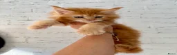 Maine Coon cats for sale: TICa reg 9 XXL Massive Red Kittens - Advert 24