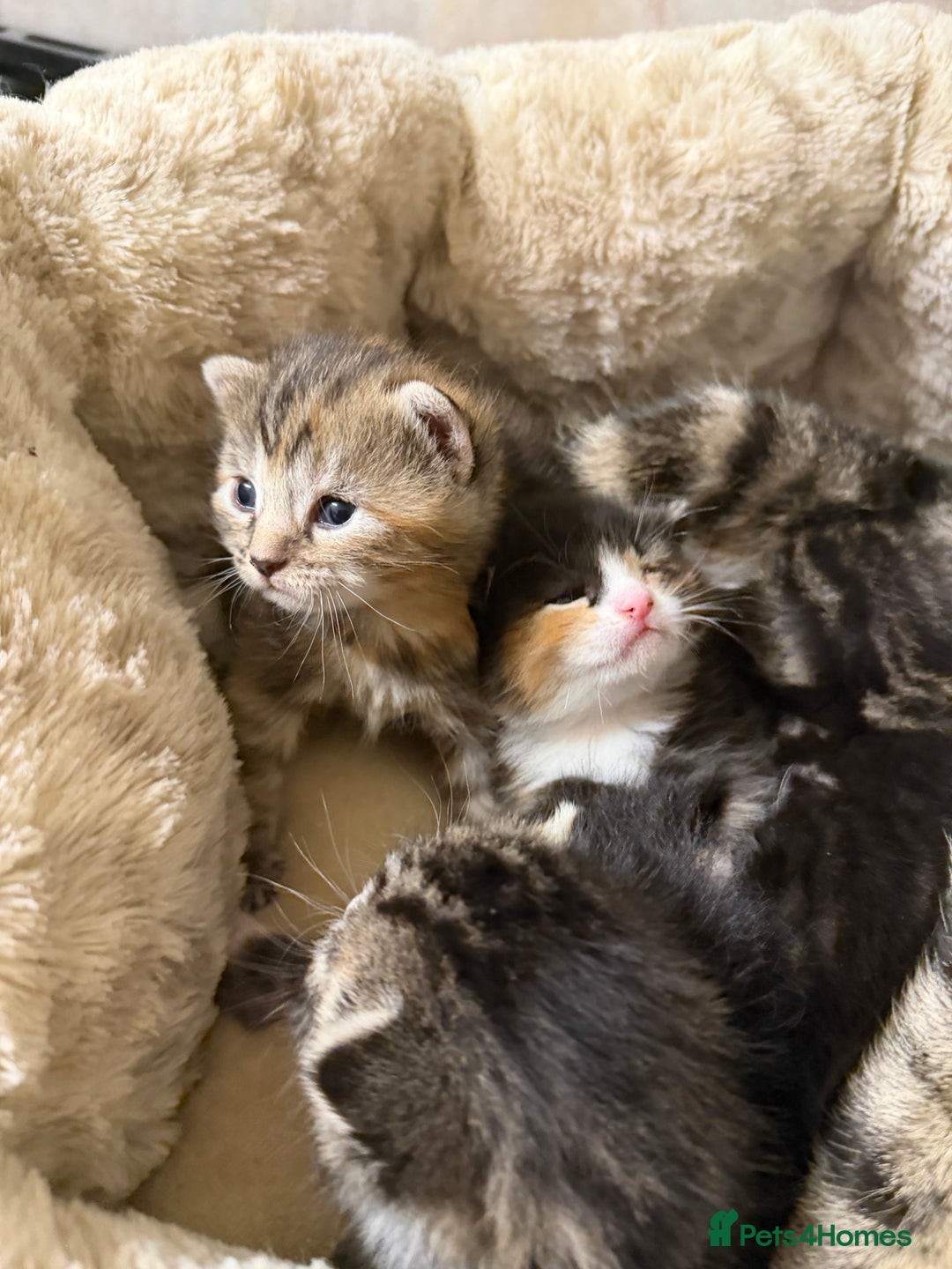 British Shorthair cats for sale: Adorable Kittens, Will be Ready from 22 December! - Advert 1