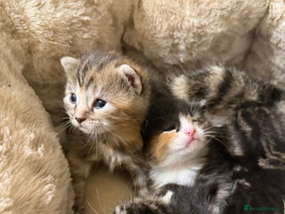 British Shorthair cats Adorable Kittens, Will be Ready from 22 December! - Advert 1