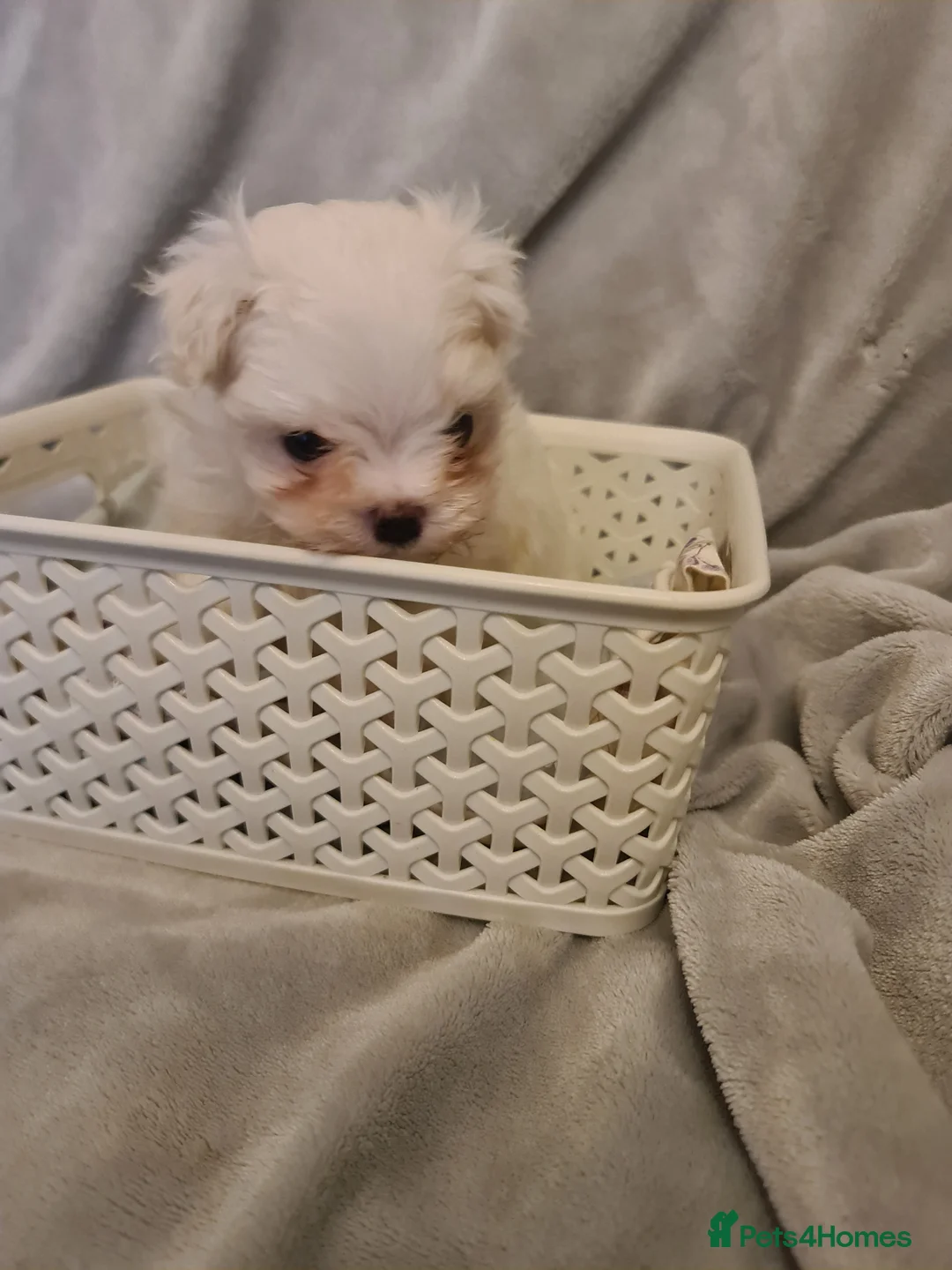 Maltese dogs for sale: Korean Maltese  in Bootle - Advert 10