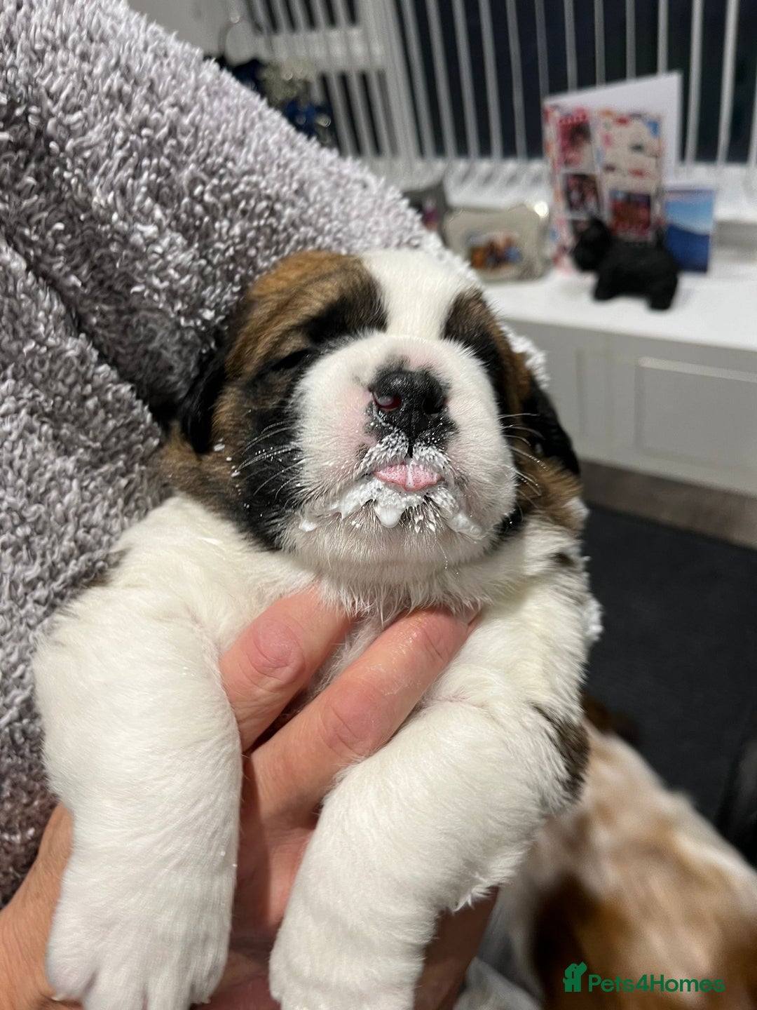 Saint Bernard dogs for sale: 2 beautiful boys for sale - Advert 15