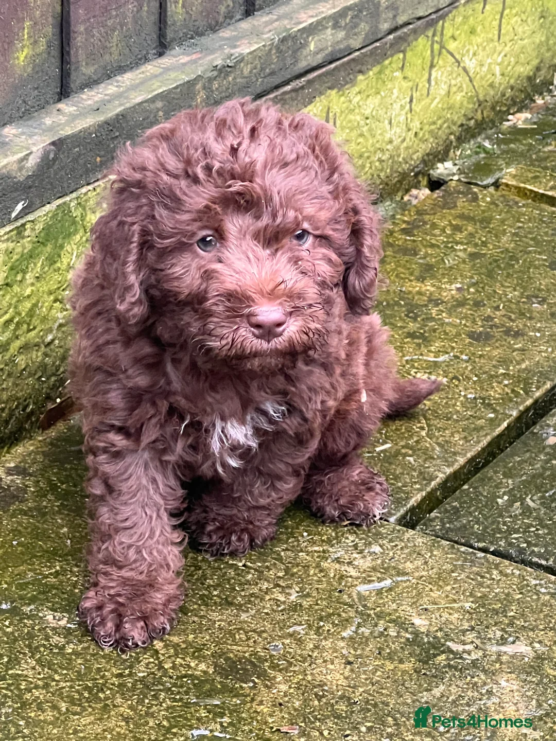 Bedlington Terrier dogs for sale: Bedlington terrier puppies ☺️ - Advert 9
