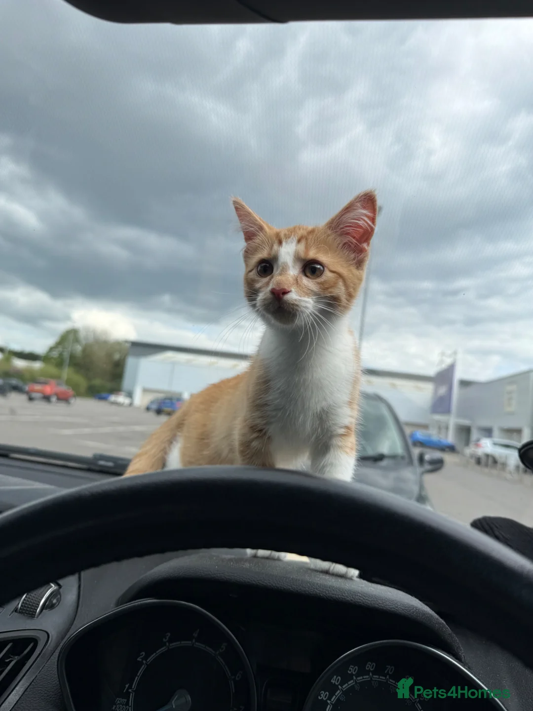 Mixed Breed cats for sale: male boy for rehoming  - Advert 6