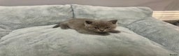 British Shorthair cats for sale: Stunning pure bred BSH kittens - Advert 7