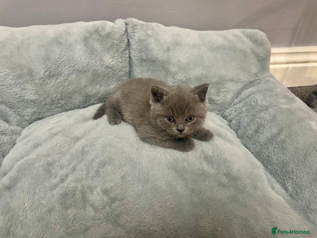 British Shorthair cats for sale: Stunning pure bred BSH kittens - Advert 7