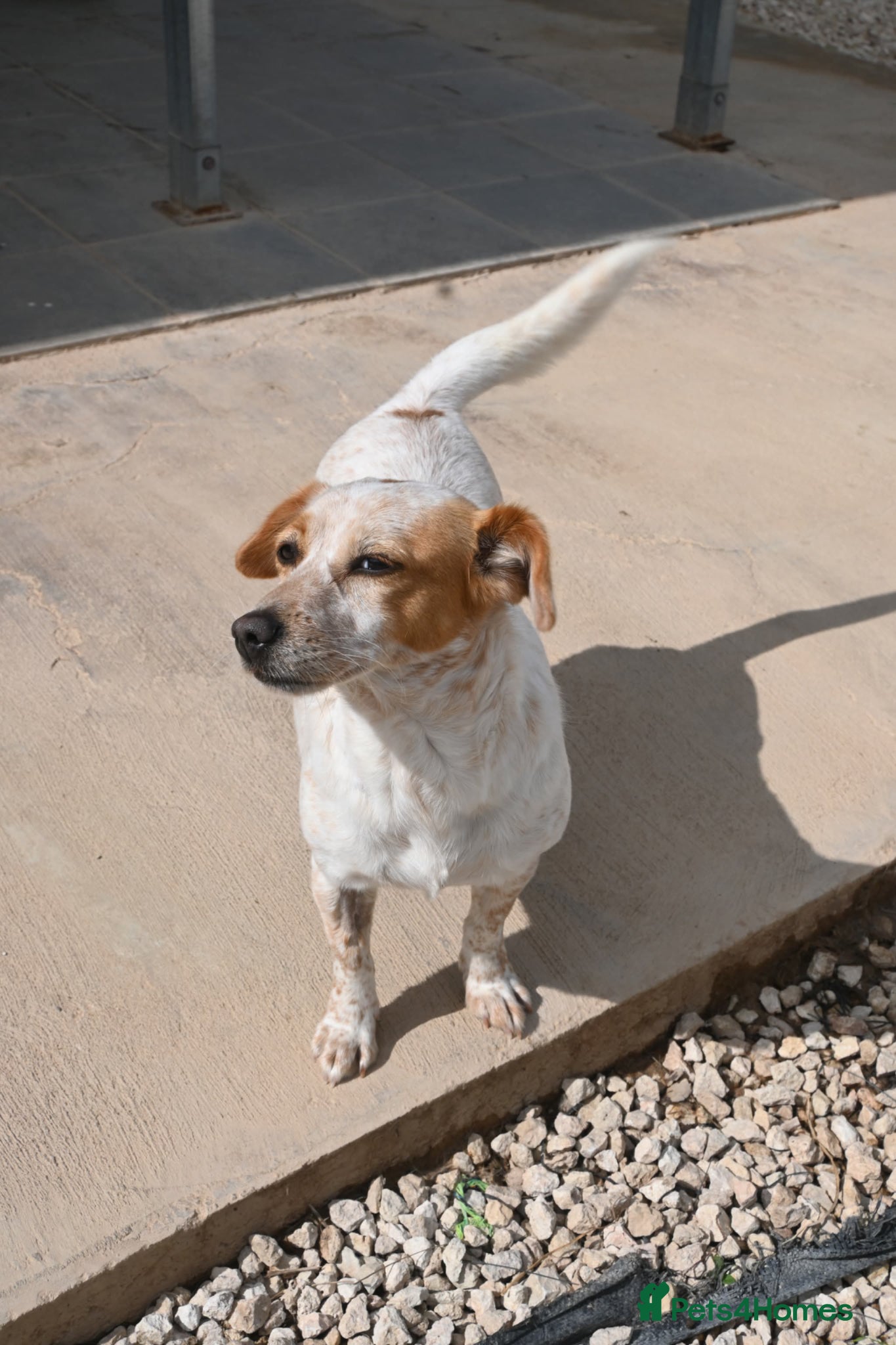 Mixed Breed dogs for adoption: Schnuppi is ready for her forever family! in Atherstone - Advert 4