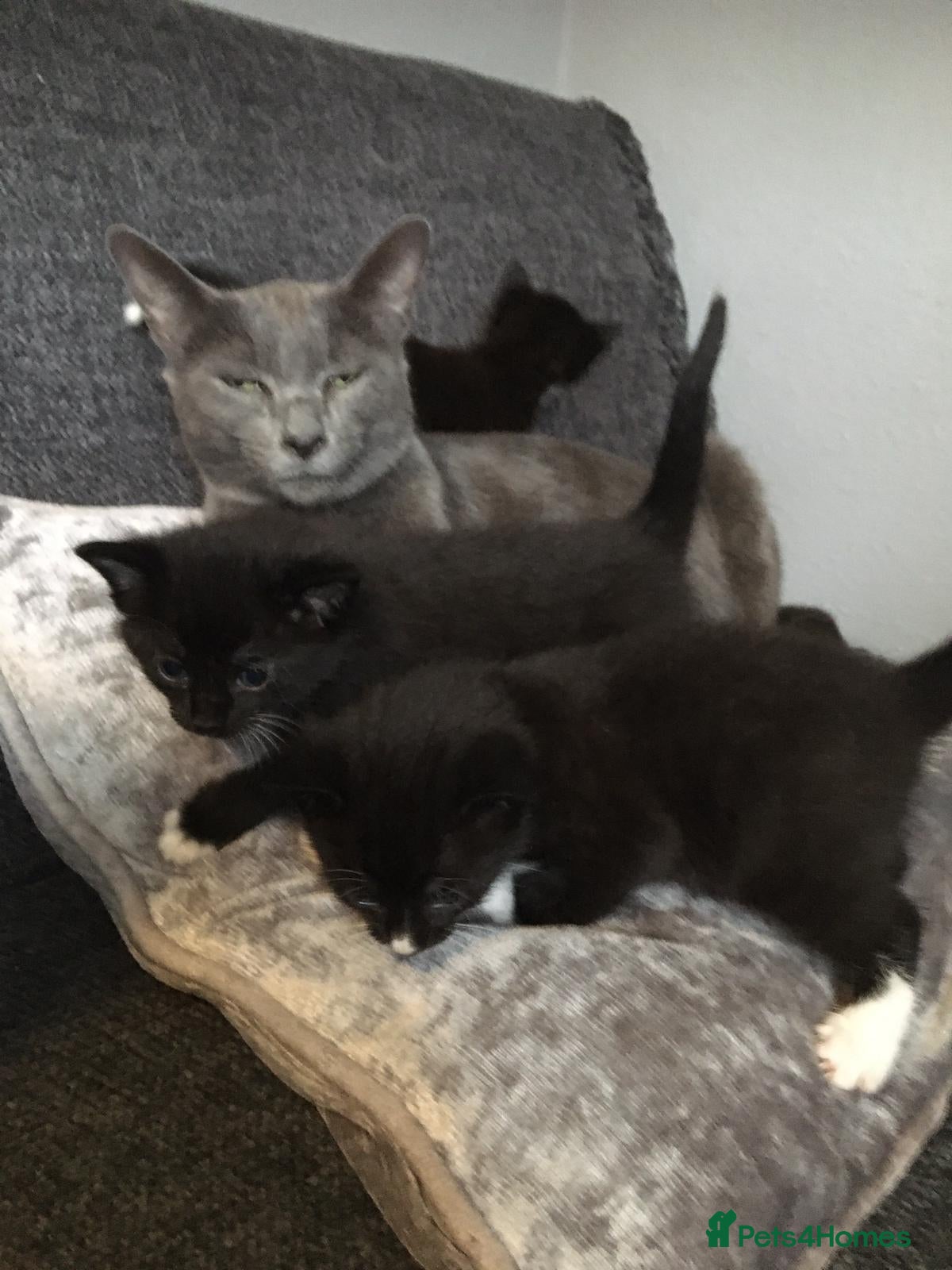 Mixed Breed cats Beautiful black and white kittens - Advert 7