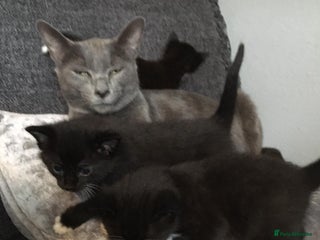 Mixed Breed cats Beautiful black and white kittens - Advert 4